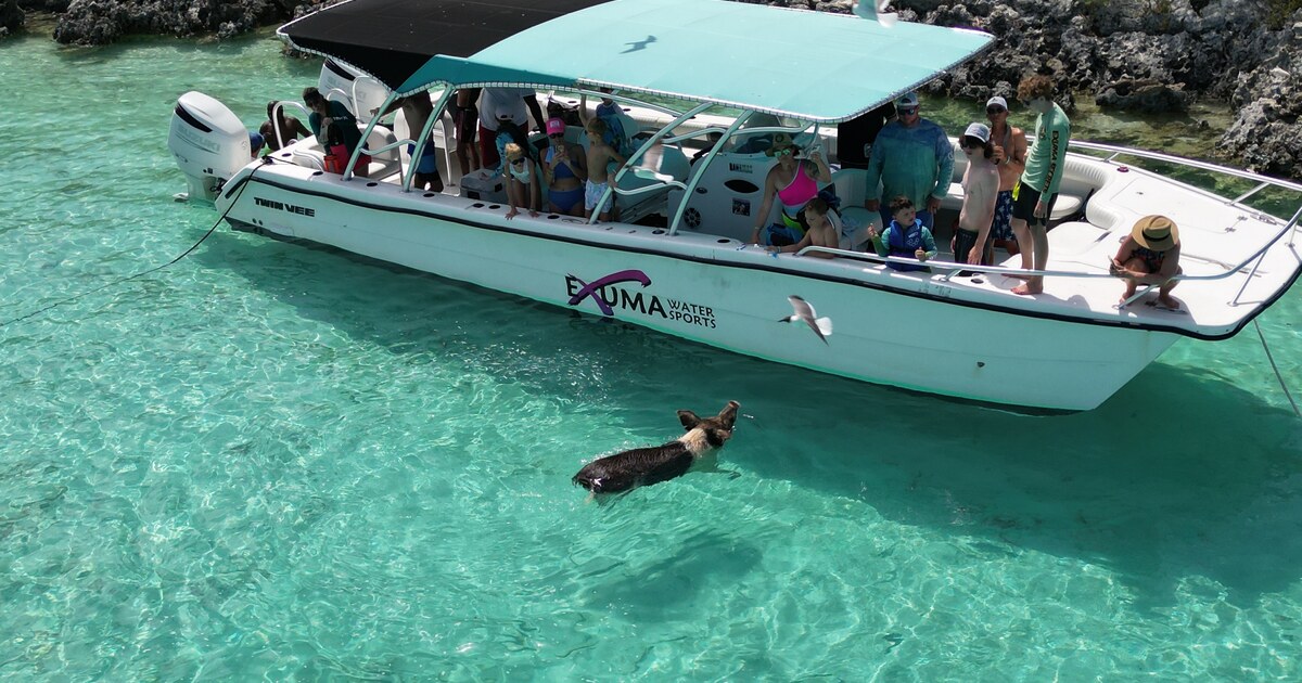 Boat excursion with a swimming pig in clear Exuma water