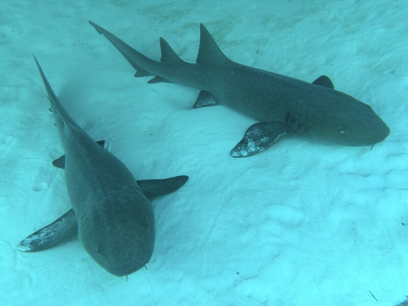 Two sharks swimming over clear turquoise water in the Exuma Cays